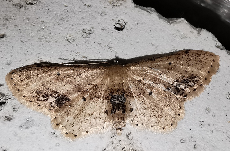 Idaea dimidiata - gyakori apróaraszoló