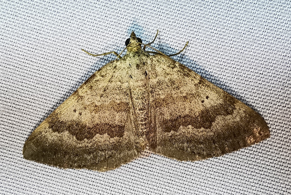 Scotopteryx bipunctaria - lóhere-araszoló