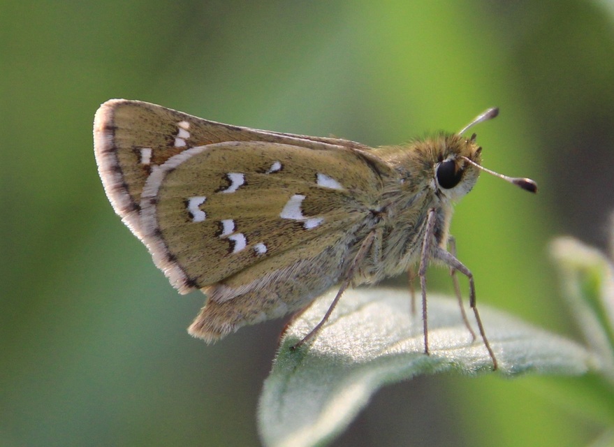 Hesperia comma - vesszős busalepke