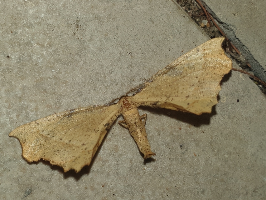 Artiora evonymaria - kecskerágó-araszoló