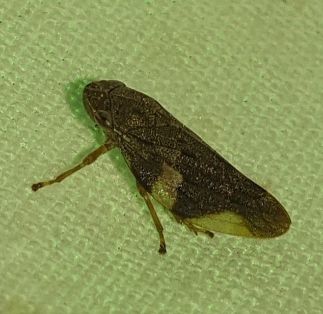Aphrophora alni