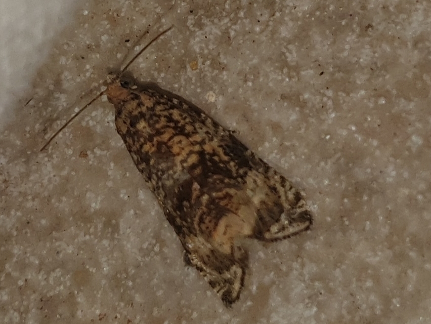 Celypha lacunana - vízparti tükrösmoly