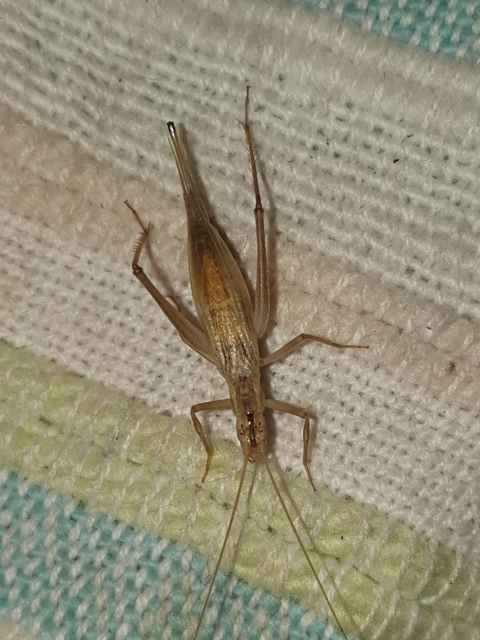 Oecanthus pellucens - pirregőtücsök