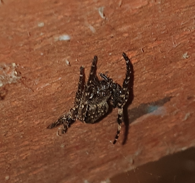 Nuctenea umbratica - közönséges rés-keresztespók