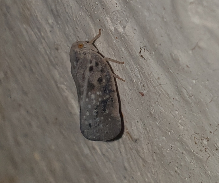 Metcalfa pruinosa - amerikai lepkekabóca