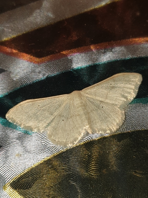 Idaea straminata - szalmasárga sávosaraszoló