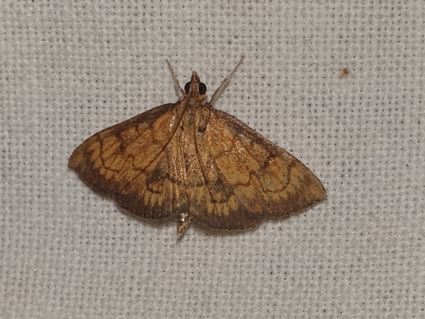 Ecpyrrhorrhoe rubiginalis - rozsdavörös tűzmoly