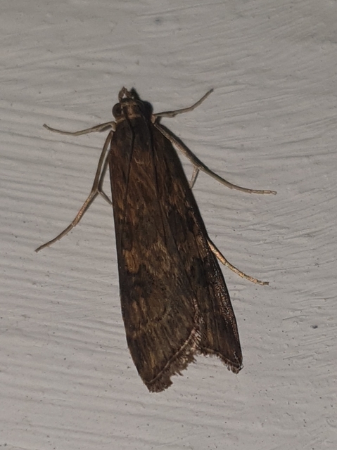 Nomophila noctuella - közönséges vándormoly