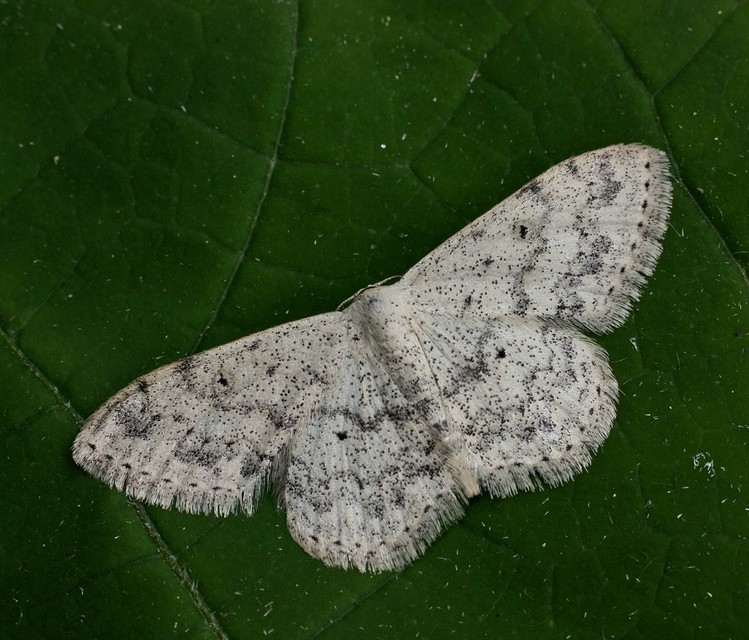 Scopula marginepunctata - pettyes sávosaraszoló