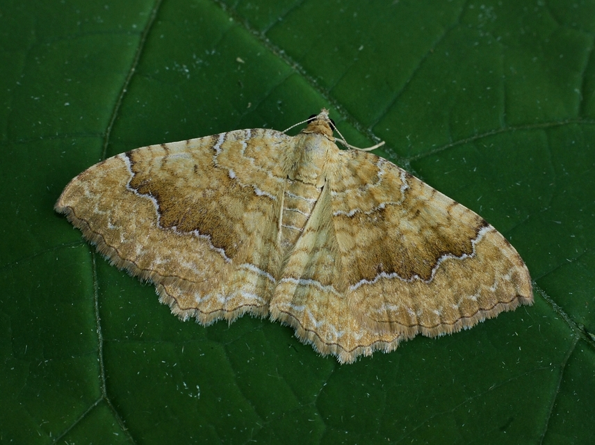 Camptogramma bilineata - kétvonalas sávosaraszoló
