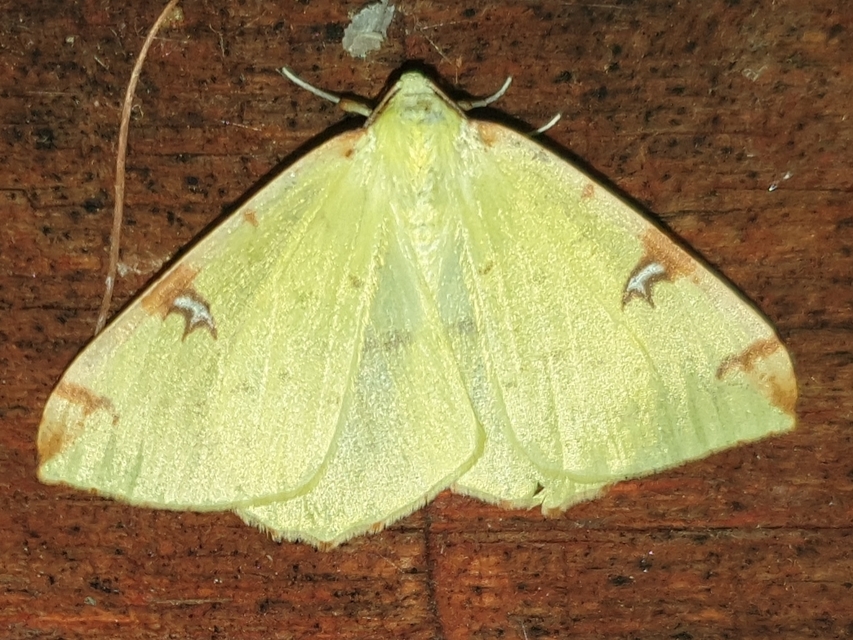 Opisthograptis luteolata - citromsárga araszoló