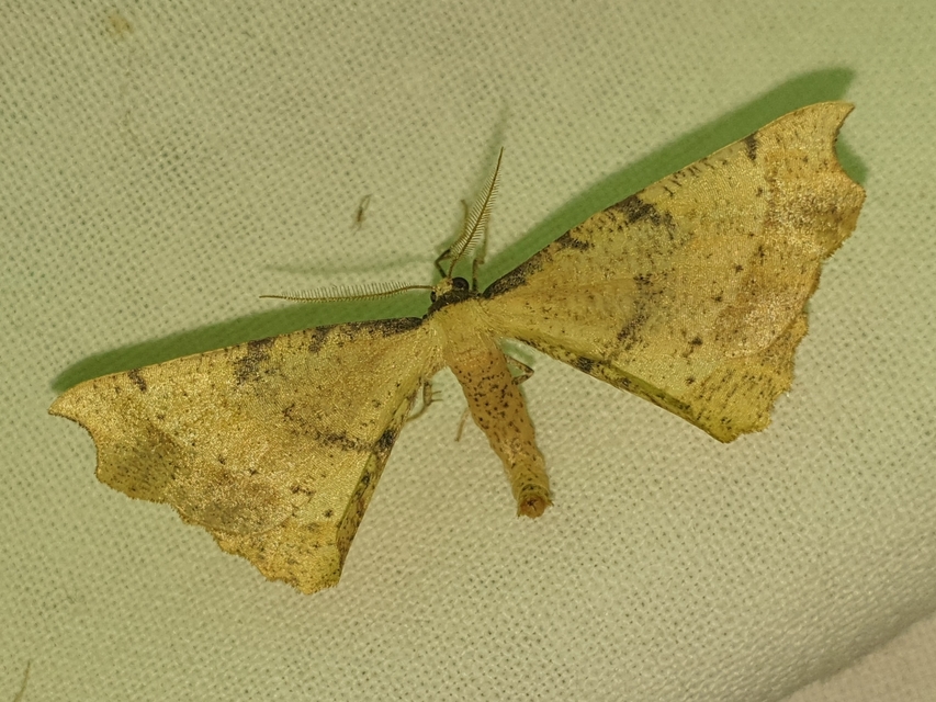 Artiora evonymaria - kecskerágó-araszoló