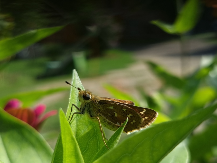Hesperia comma - vesszős busalepke