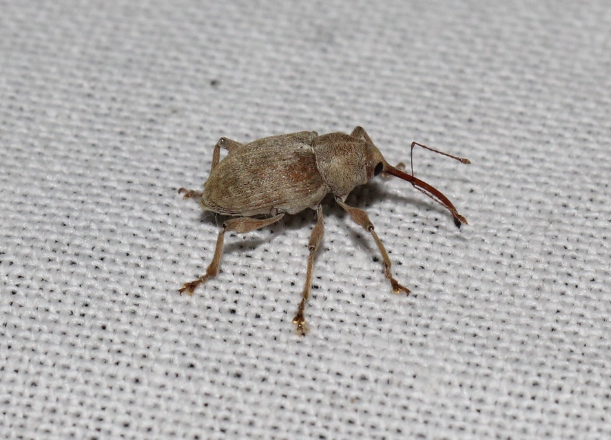 Curculio propinquus - halvány zsuzsóka
