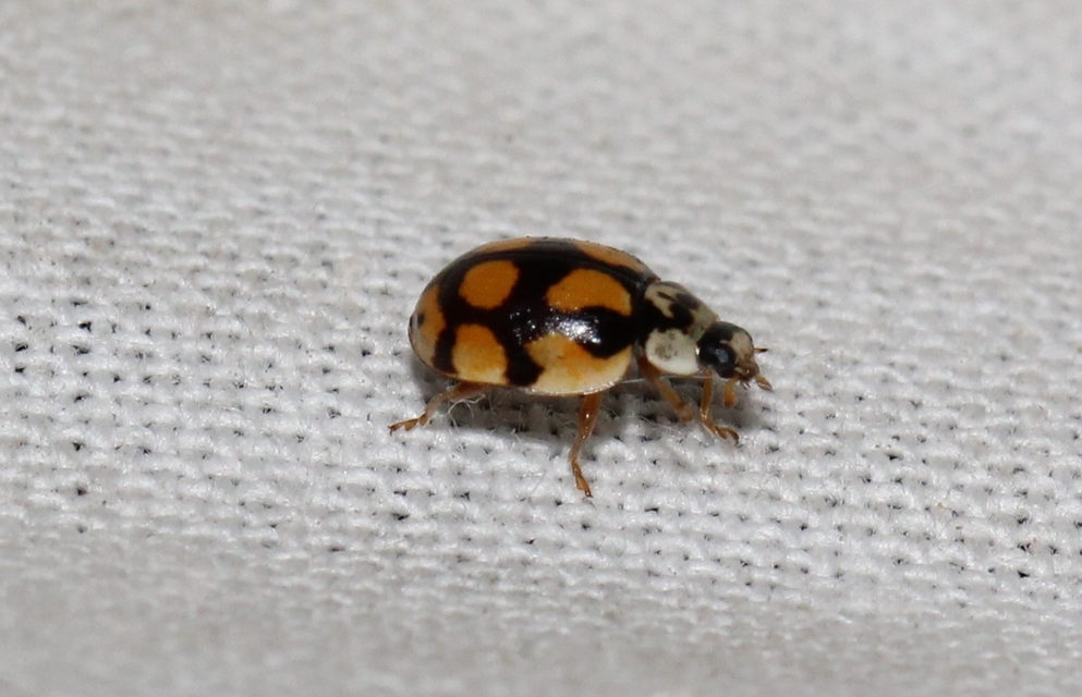Adalia decempunctata - tízpettyes katica