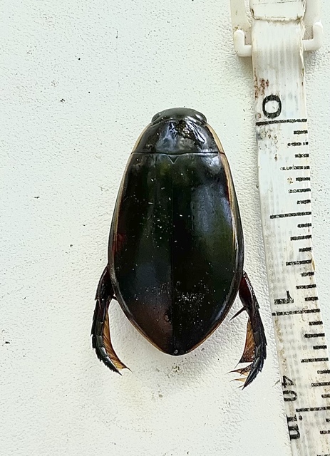 Cybister lateralimarginalis - nagy búvárbogár