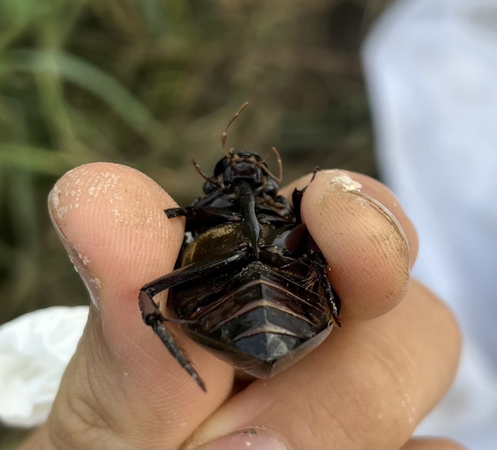 Hydrophilus piceus - közönséges óriáscsibor
