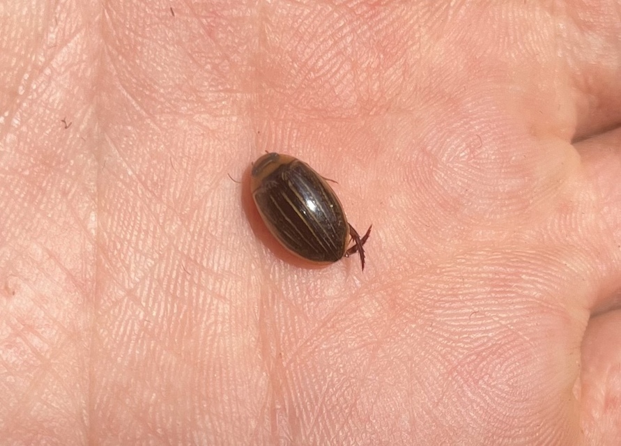 Hydaticus grammicus - déli mocsáricsíkbogár