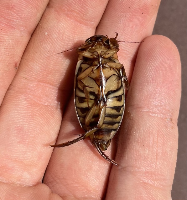 Dytiscus circumflexus - foltoshasú csíkbogár