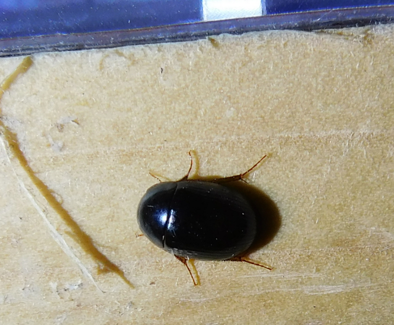 Hydrobius