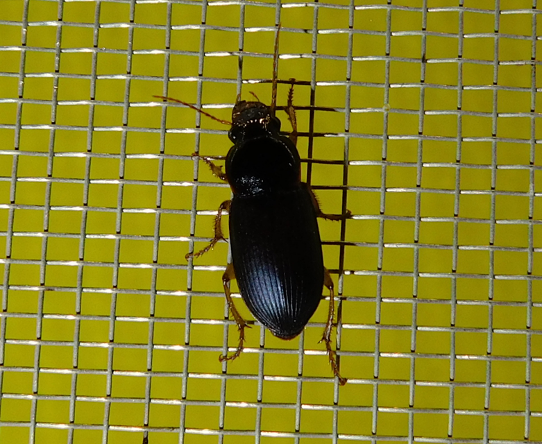Harpalus griseus - kis selymesfutó