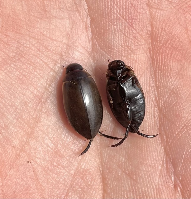 Colymbetes fuscus - gyakori recéscsíkbogár