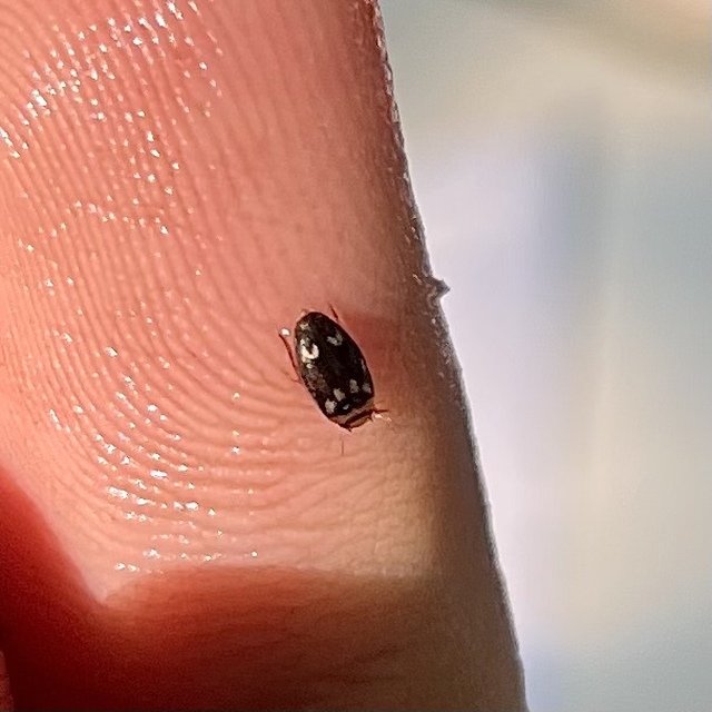 Laccophilus poecilus - tarka bukóbogár