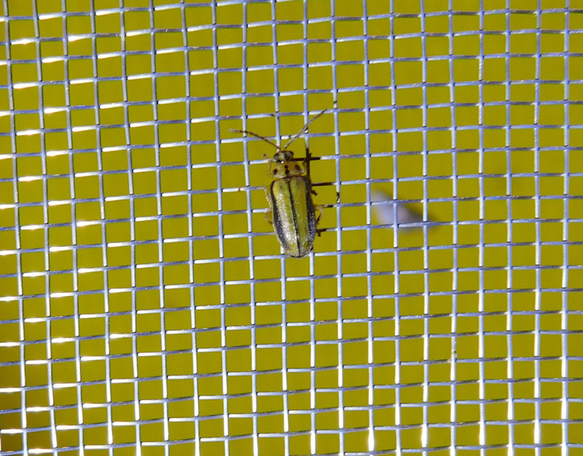 Xanthogalerucella luteola - szilfa-olajosbogár