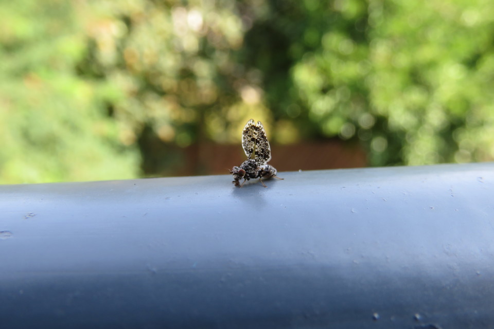 Callopistromyia annulipes - pávalégy