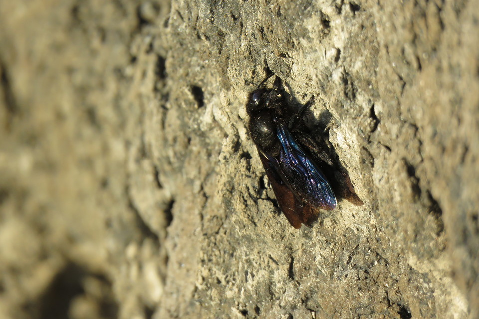 Xylocopa