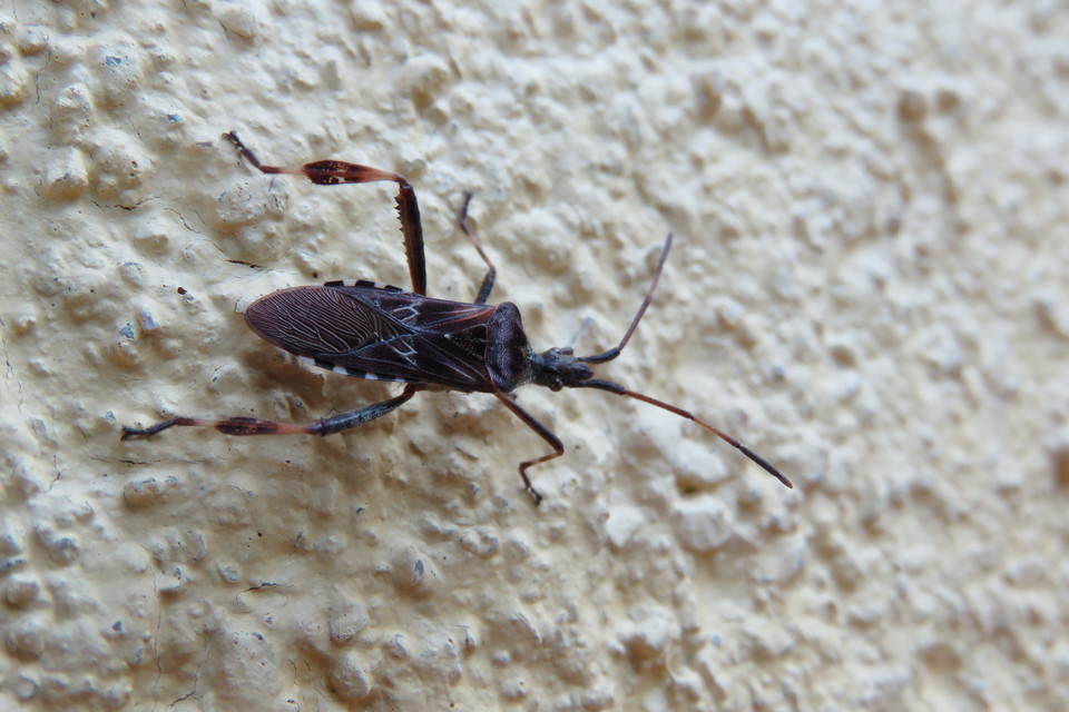 Leptoglossus occidentalis - nyugati levéllábú poloska