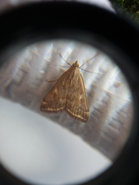 Loxostege sticticalis - muszkamoly