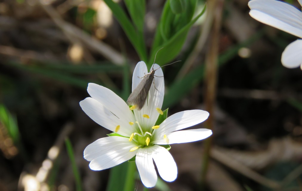 Coleophoridae - zsákhordómolyfélék