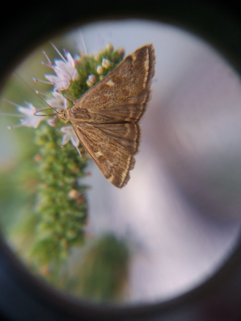 Loxostege sticticalis - muszkamoly