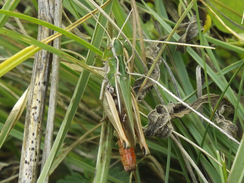Stenobothrus lineatus - jajgató rétisáska