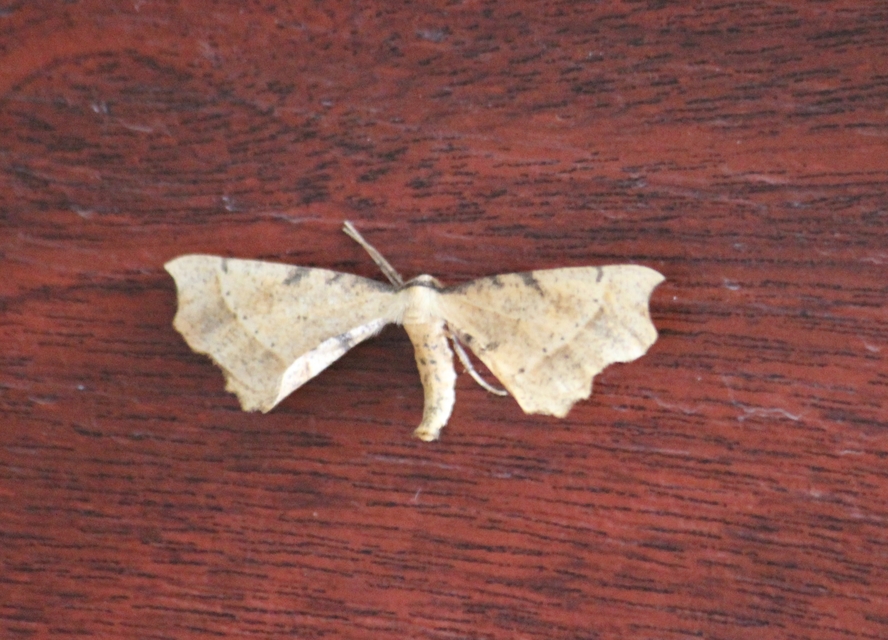Artiora evonymaria - kecskerágó-araszoló