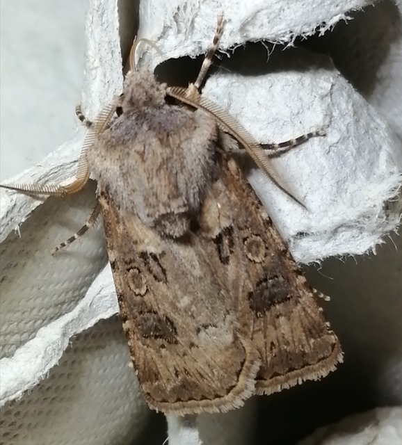 Agrotis bigramma - kétjegyű földibagoly