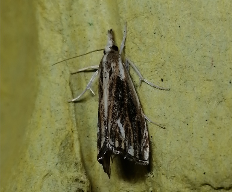 Catoptria verellus - kormos fűgyökérmoly