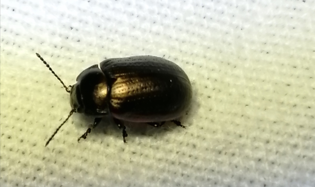 Chrysolina marginata - nyúlánk szegélyeslevelész