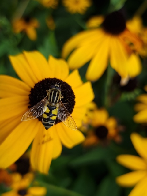 Helophilus trivittatus - nagy mocsárilégy