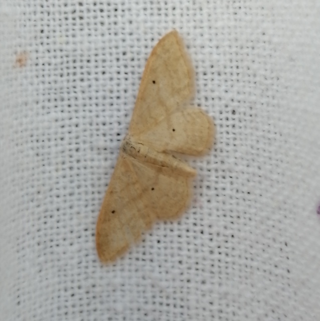 Idaea straminata - szalmasárga sávosaraszoló