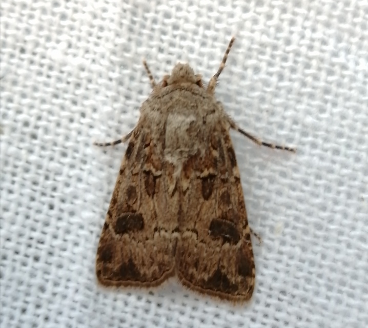 Agrotis bigramma - kétjegyű földibagoly