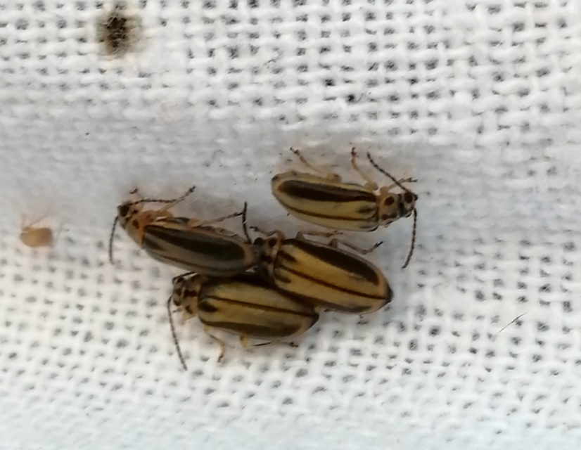 Xanthogalerucella luteola - szilfa-olajosbogár