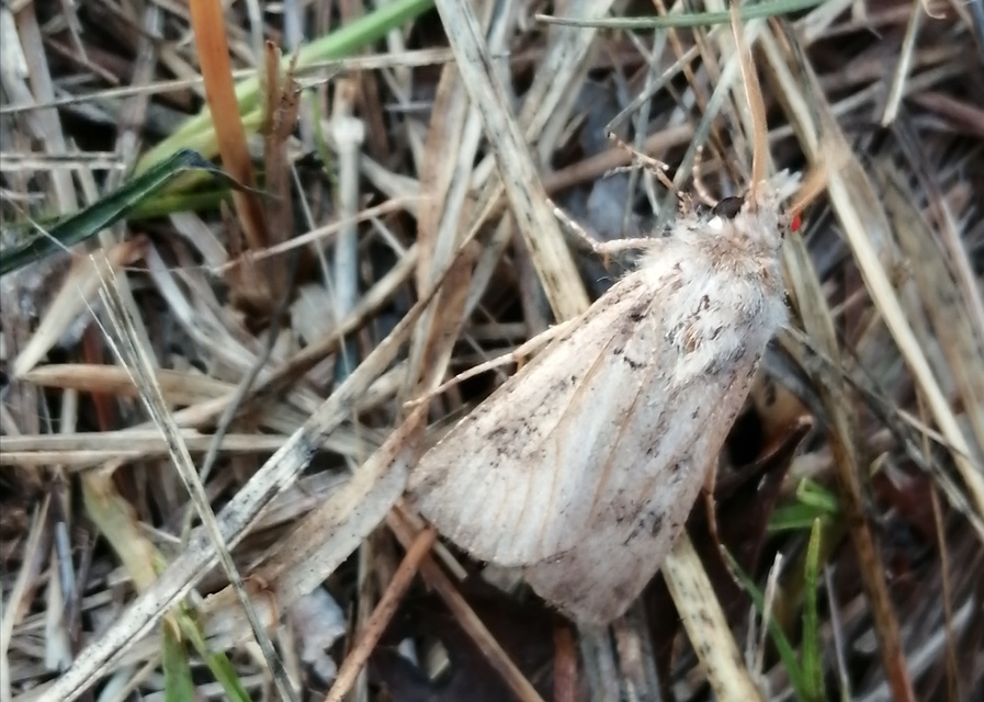 Agrotis bigramma - kétjegyű földibagoly