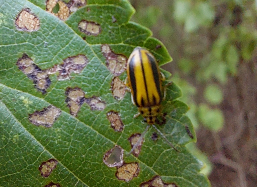Xanthogalerucella luteola - szilfa-olajosbogár