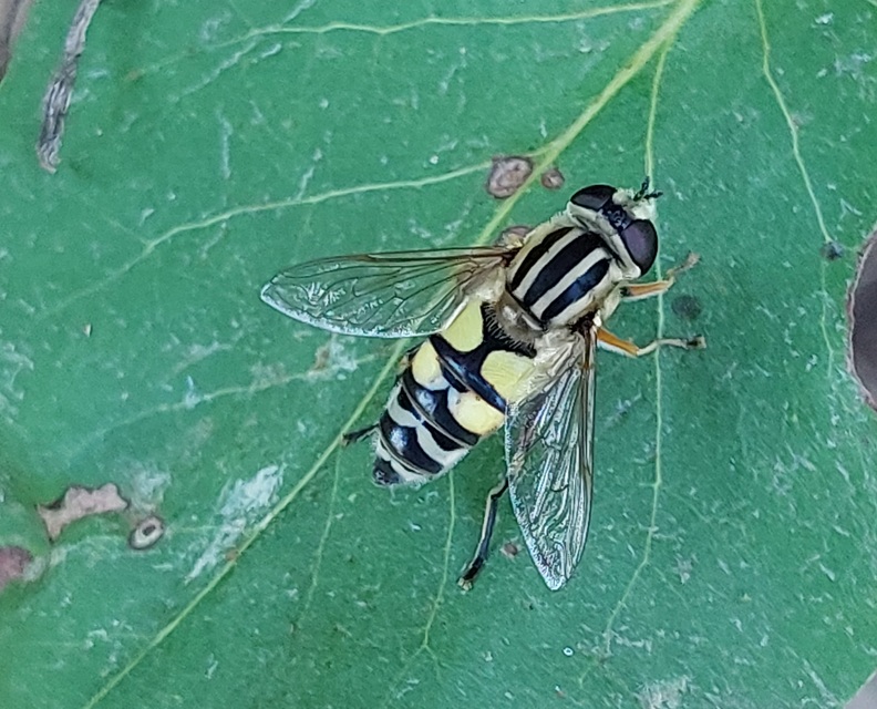 Helophilus trivittatus - nagy mocsárilégy