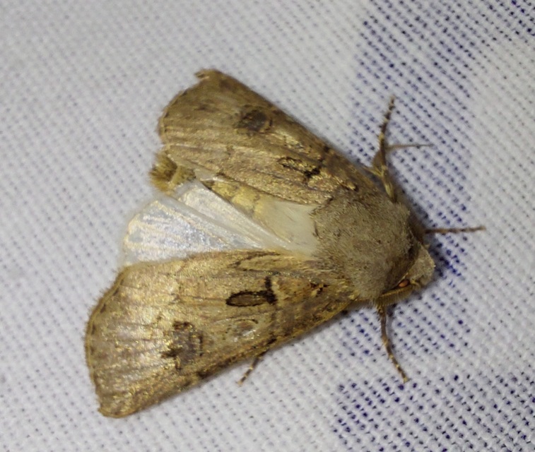 Agrotis bigramma - kétjegyű földibagoly