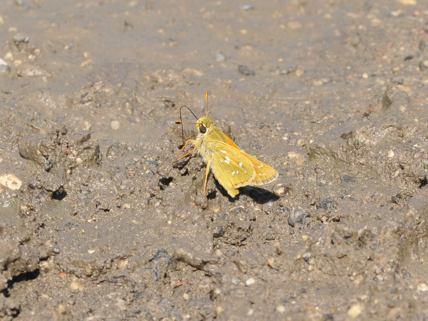 Hesperia comma - vesszős busalepke