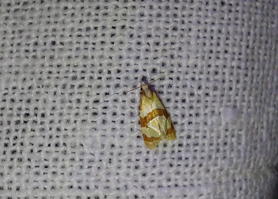Phalonidia albipalpana - sóvirág-fúrómoly