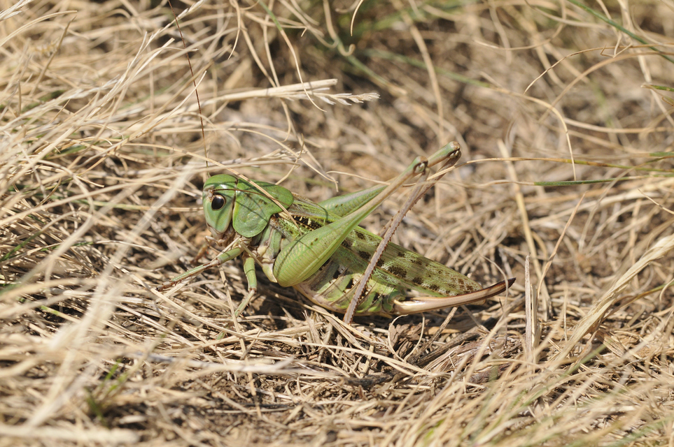 Decticus verrucivorus - szemölcsevő szöcske